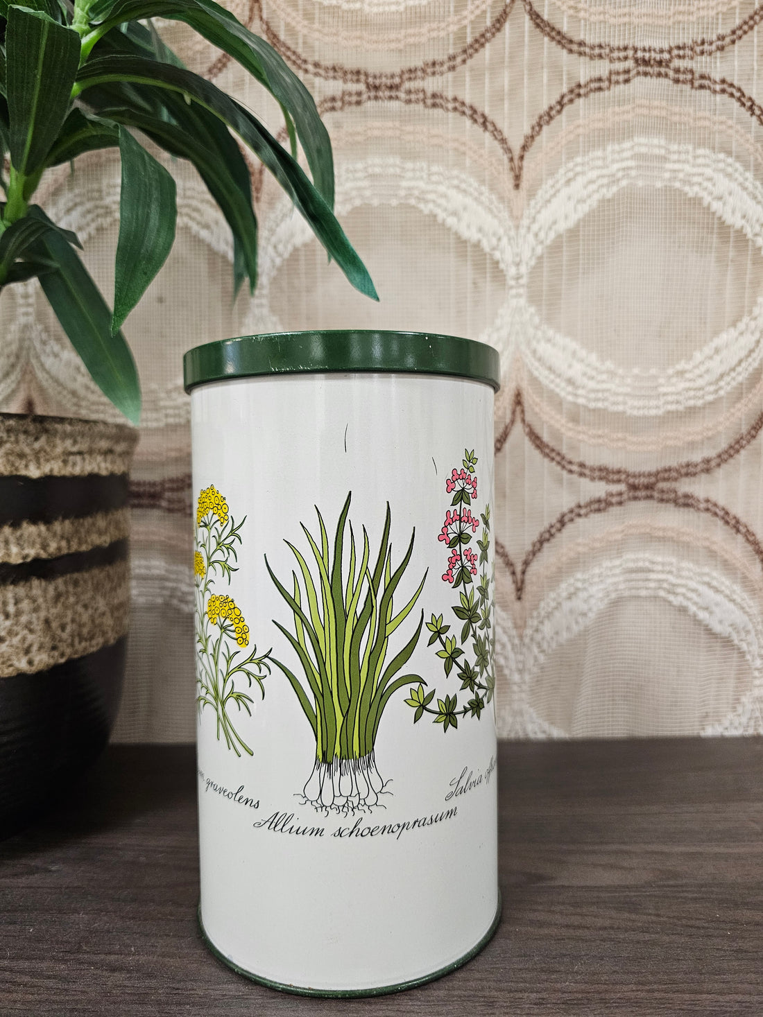 Beschuitblik botanica