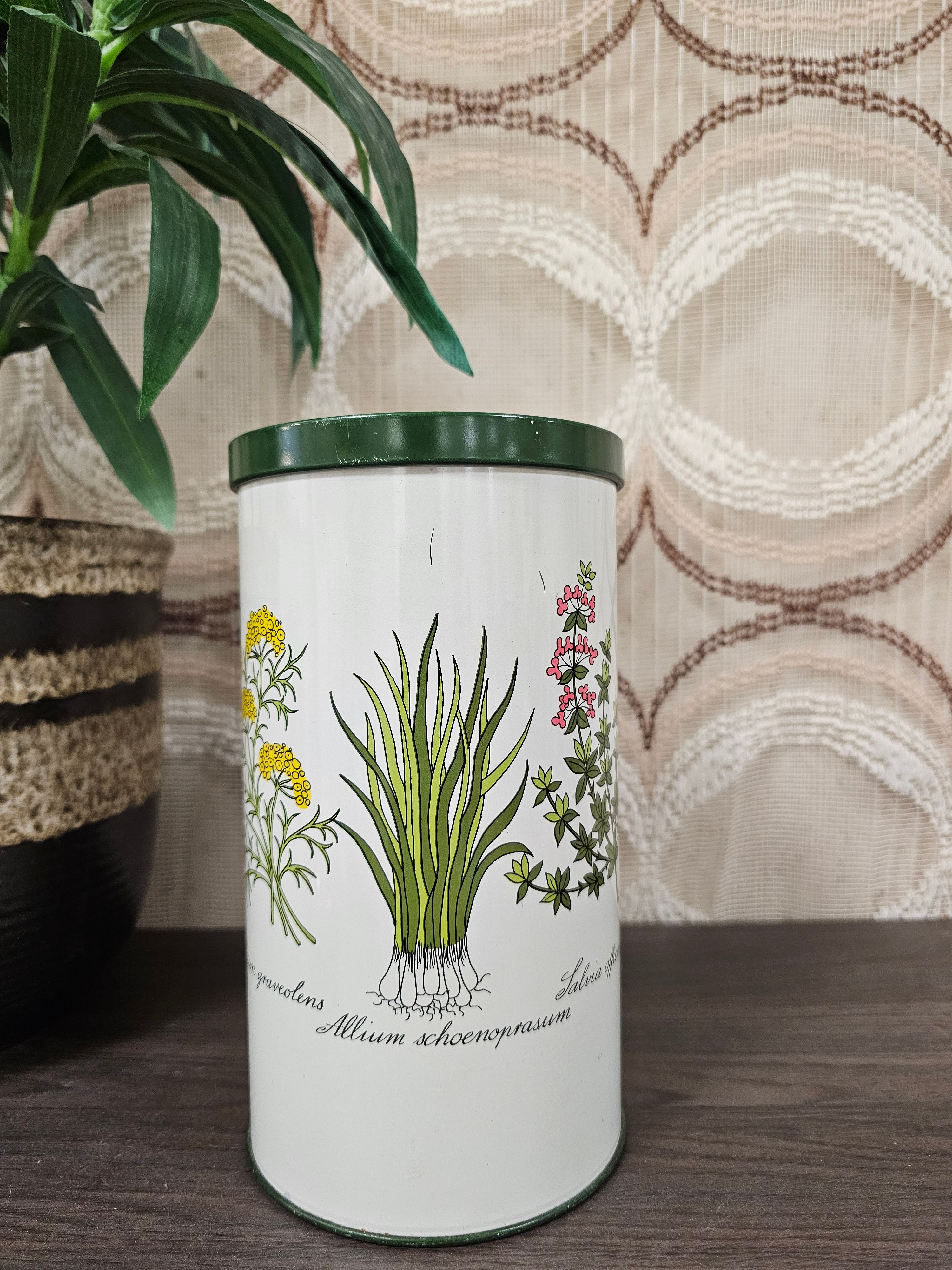 Beschuitblik botanica