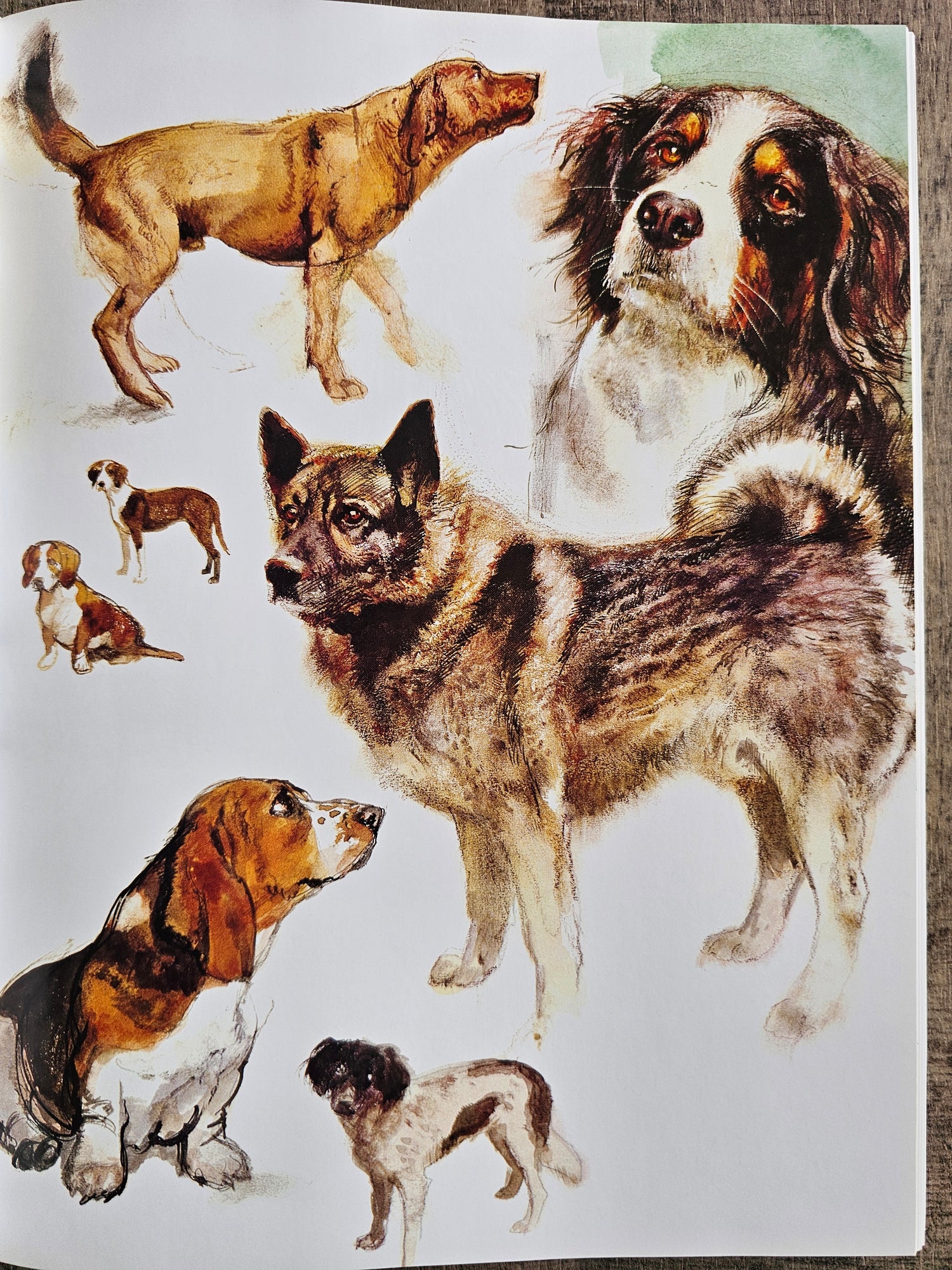 Rien Poortvliet Braaf Hardcover