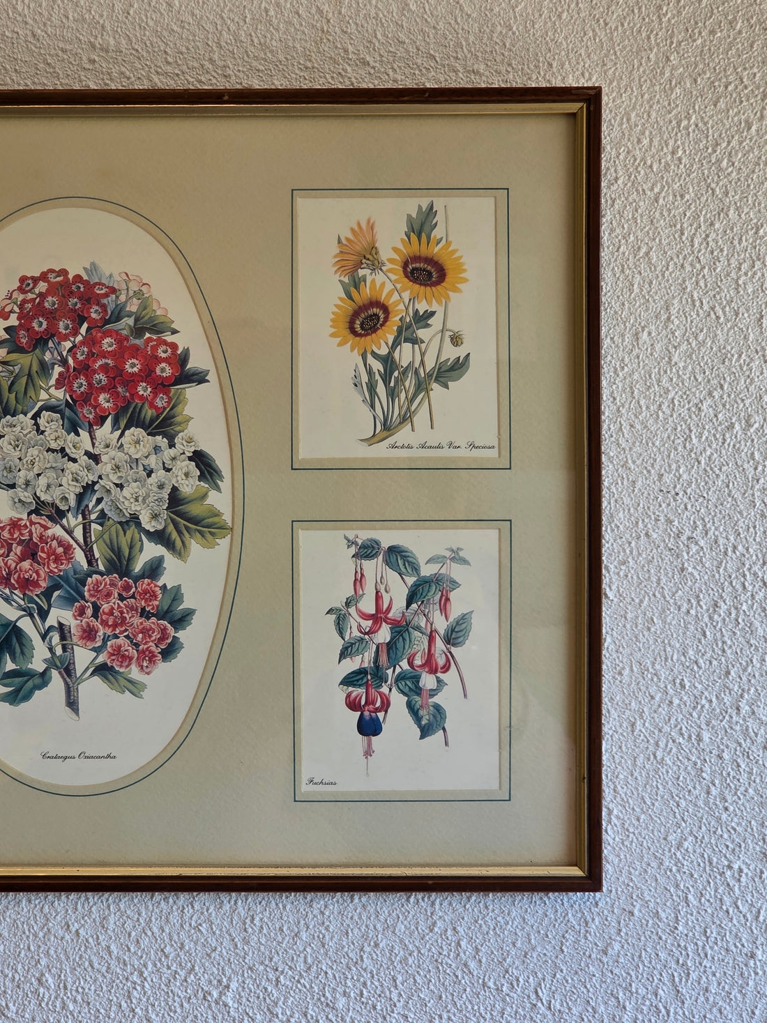 Ingelijste bloemenprent met botanische illustraties