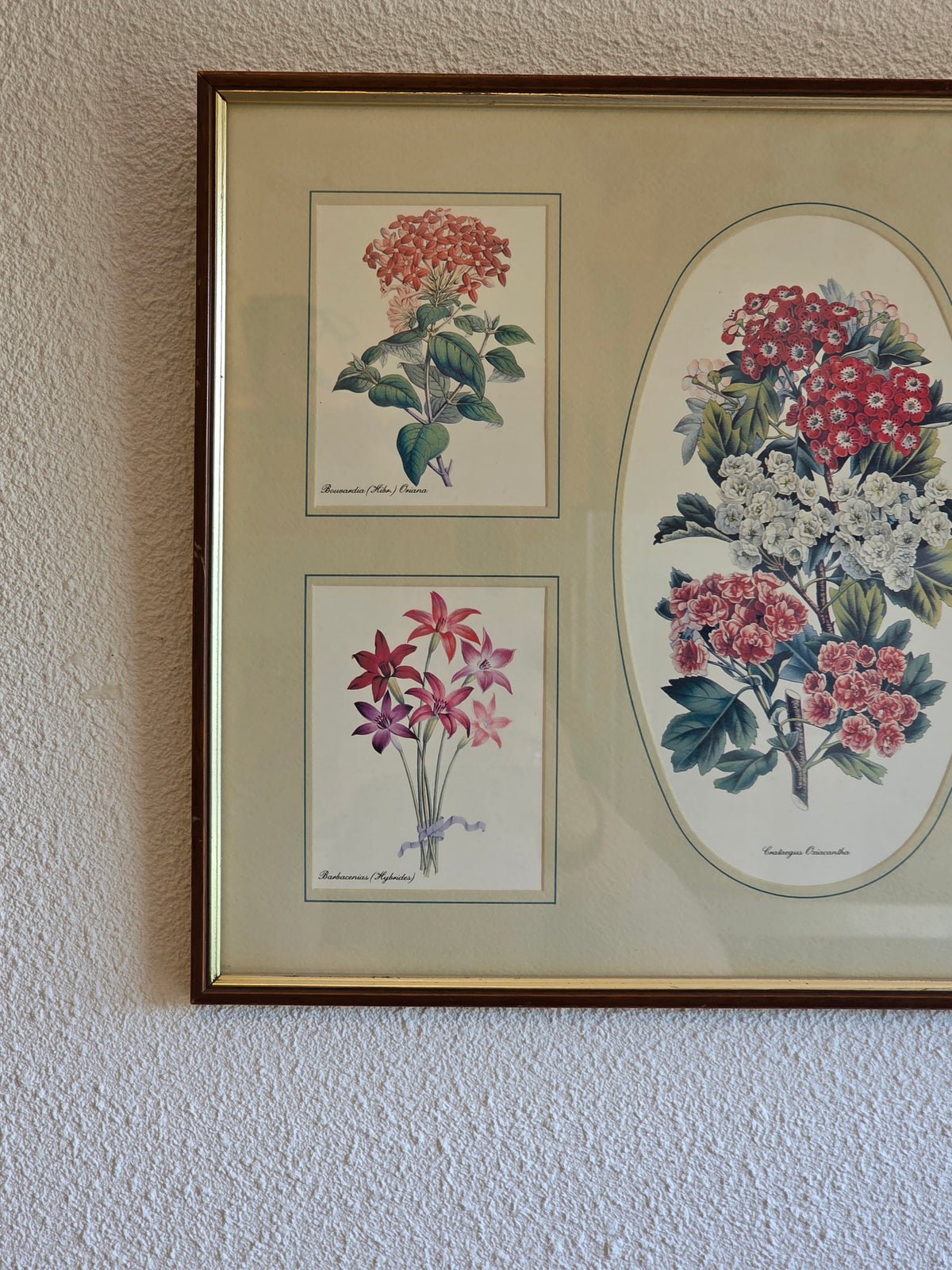 Ingelijste bloemenprent met botanische illustraties